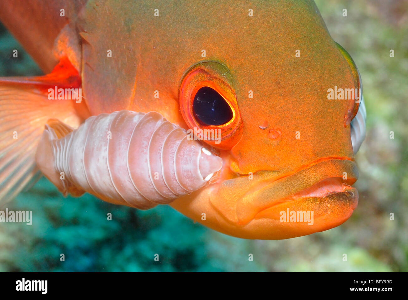 Il creolo-pesci ( Paranthias furcifer) Bonaire. Questa specie di pesci è altamente suseptible a isopod parassitismo. Sebbene il isopodi Foto Stock