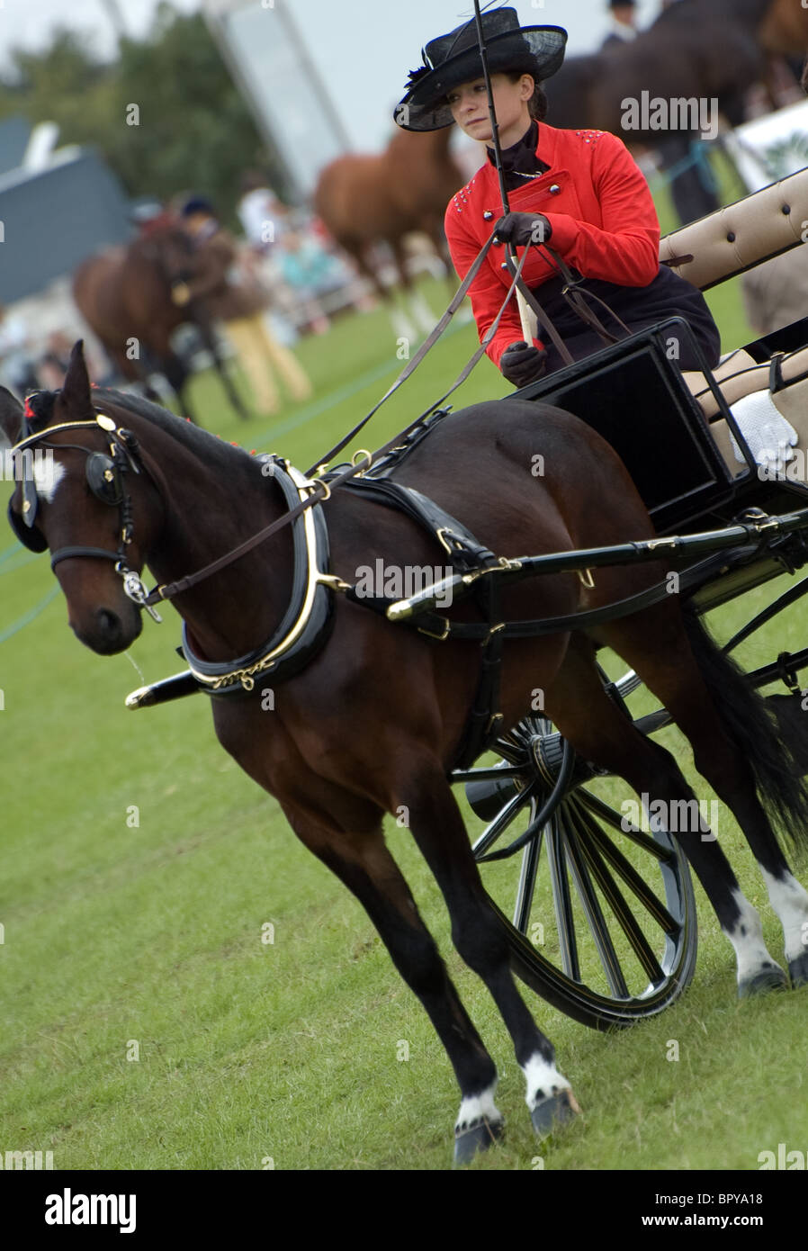 Hackney carrello pony e conducente a orsett spettacolo della contea di Essex Foto Stock