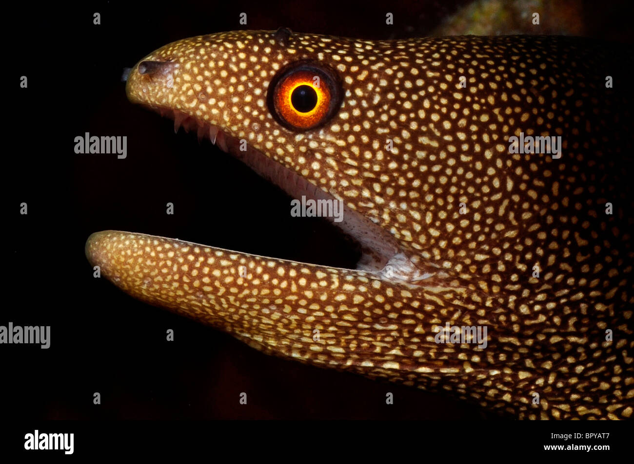 Goldentail moray ( Gymnothorax miliaris) Bonaire. Foto Stock