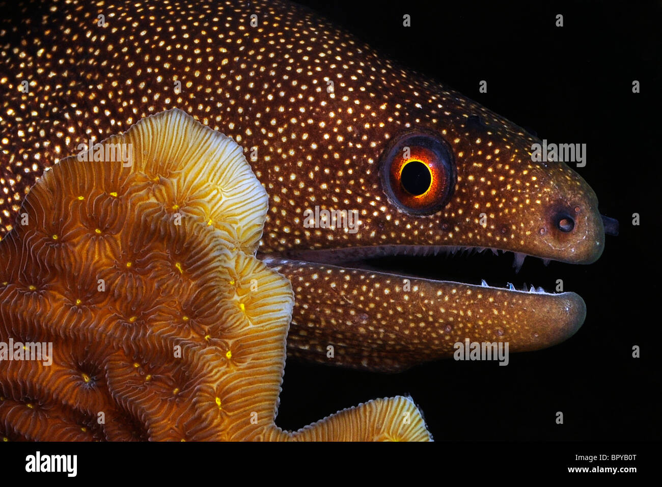 Goldentail moray ( Gymnothorax miliaris), Bonaire Foto Stock