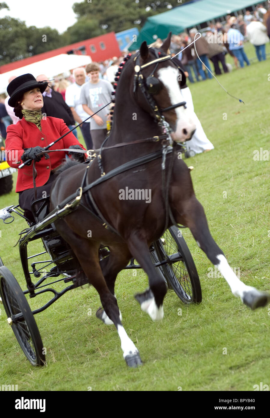 Driver femmina con un carrello di hackney pony a orsett county visualizza Foto Stock