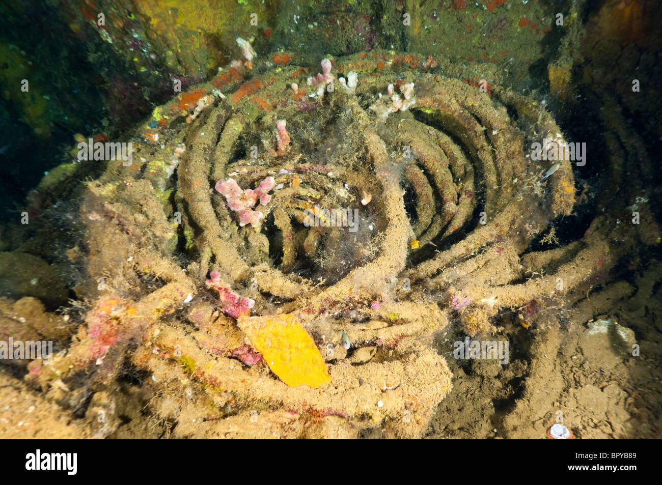 Cavi a spirale all'interno della stiva di una nave non identificato relitto, Manokwari, Papua occidentale, in Indonesia. Foto Stock