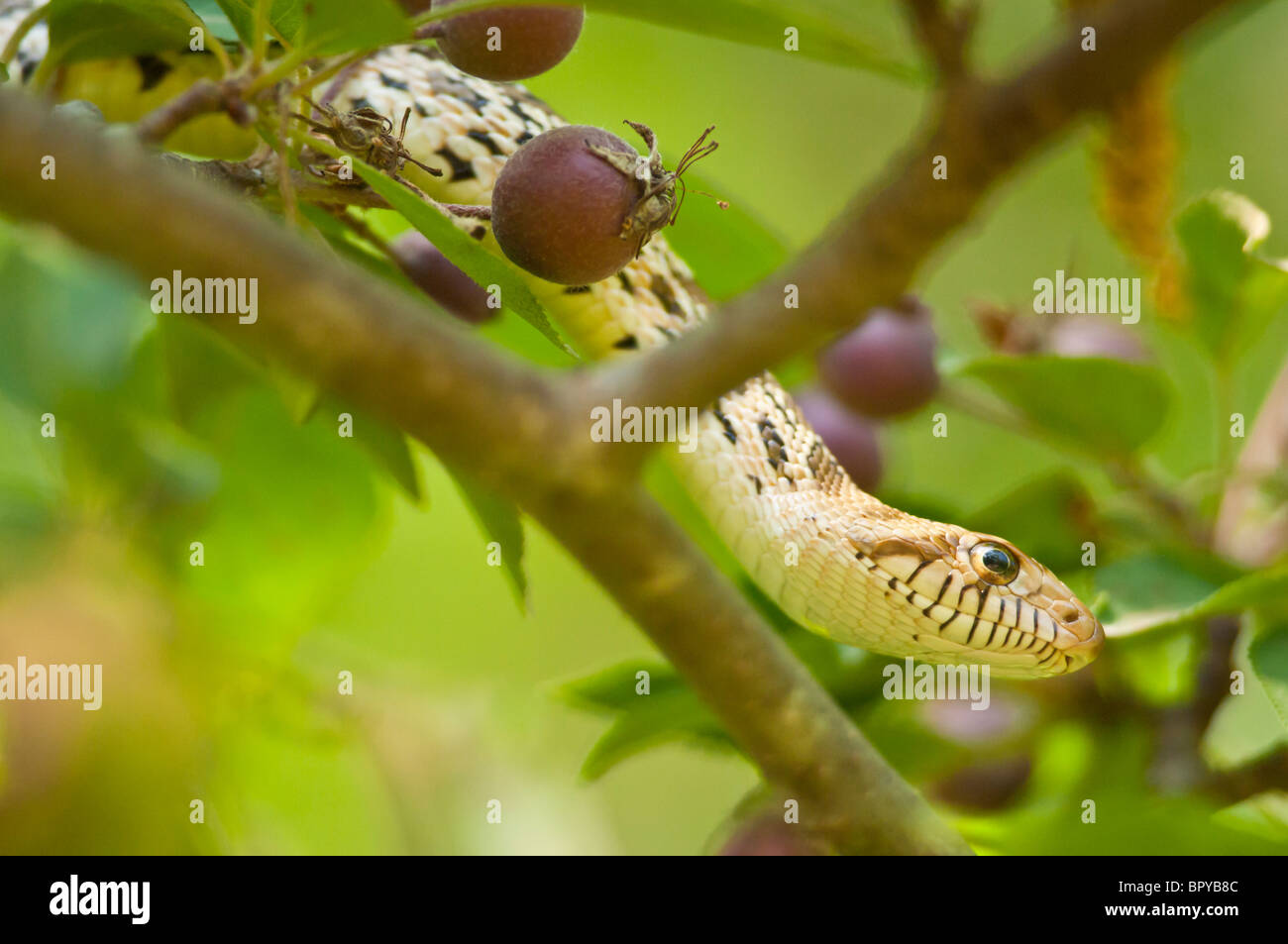Sonoran serpente gopher, Pituophis catenifer affinis, nativo a sudovest degli Stati Uniti Foto Stock