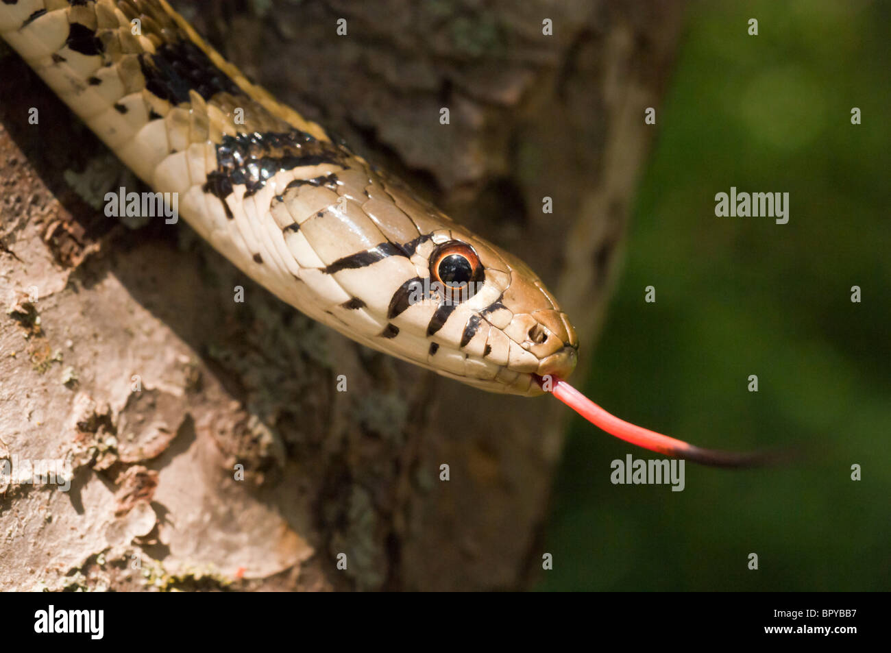 Giarrettiera a scacchi snake, Thamnophis marcianus, nativo di meridionale degli Stati Uniti Foto Stock