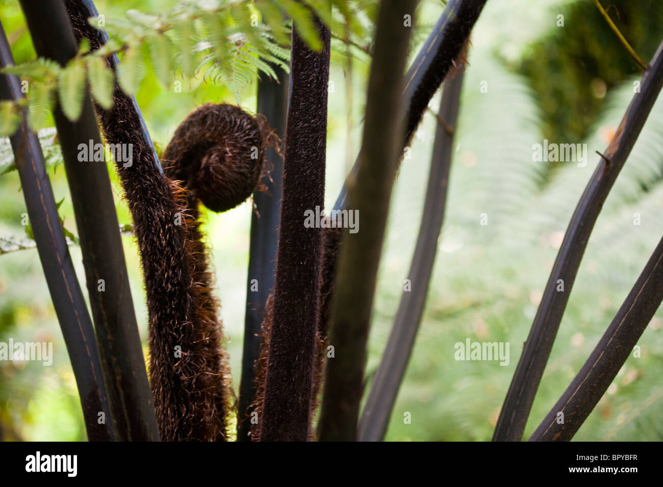 Cyathea medullaris albero nero Fern Foto Stock