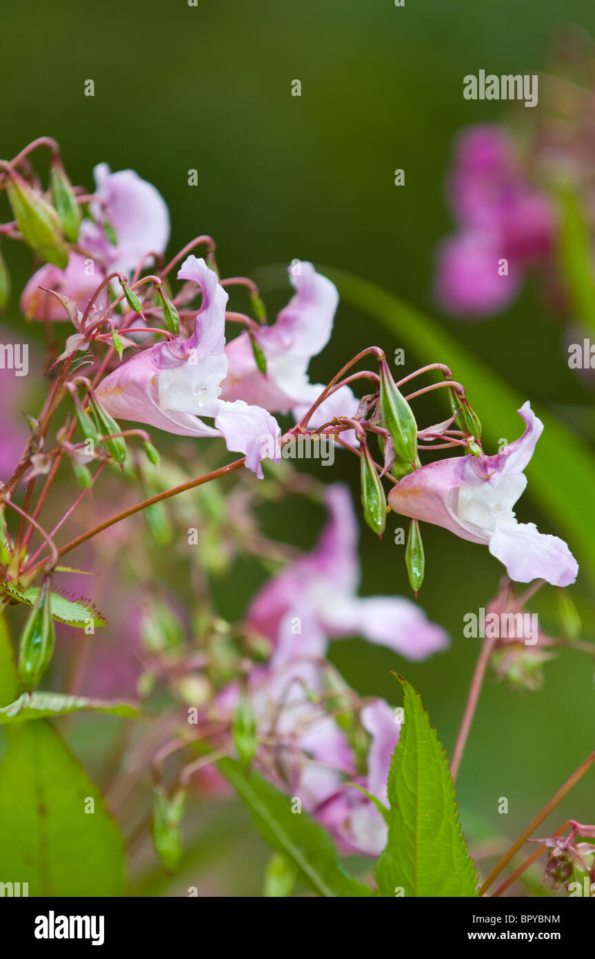 Close-up di Himalayan Balsamina Impatiens glandulifera un non-nativo piante invasive o weed alle isole Britanniche. Foto Stock
