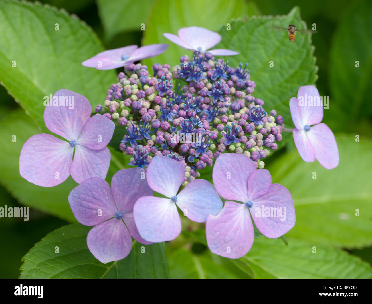 Ortensia Lacecap Foto Stock
