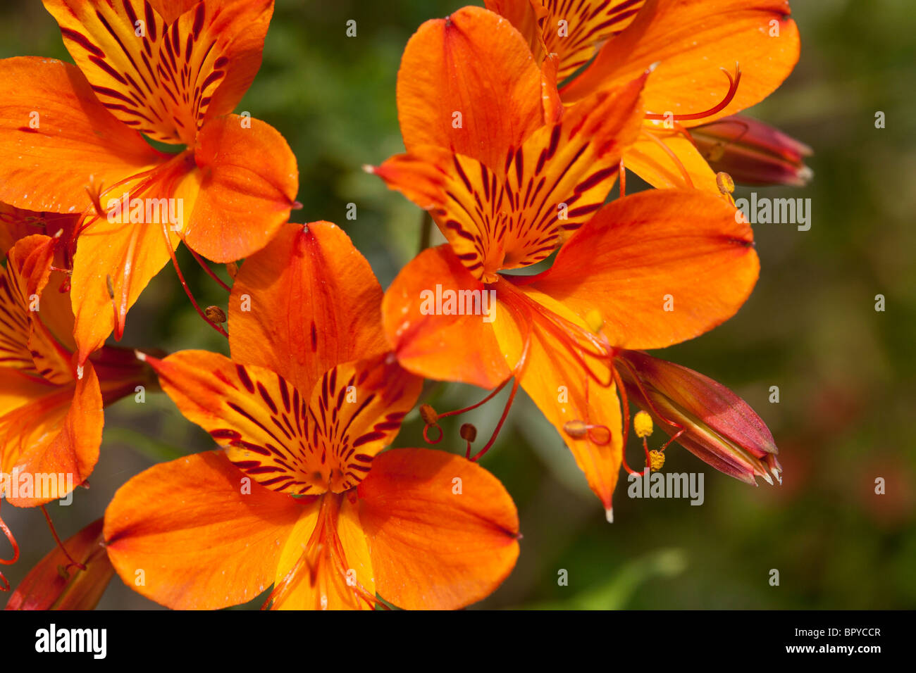 Fiori Alstroemeria Foto Stock