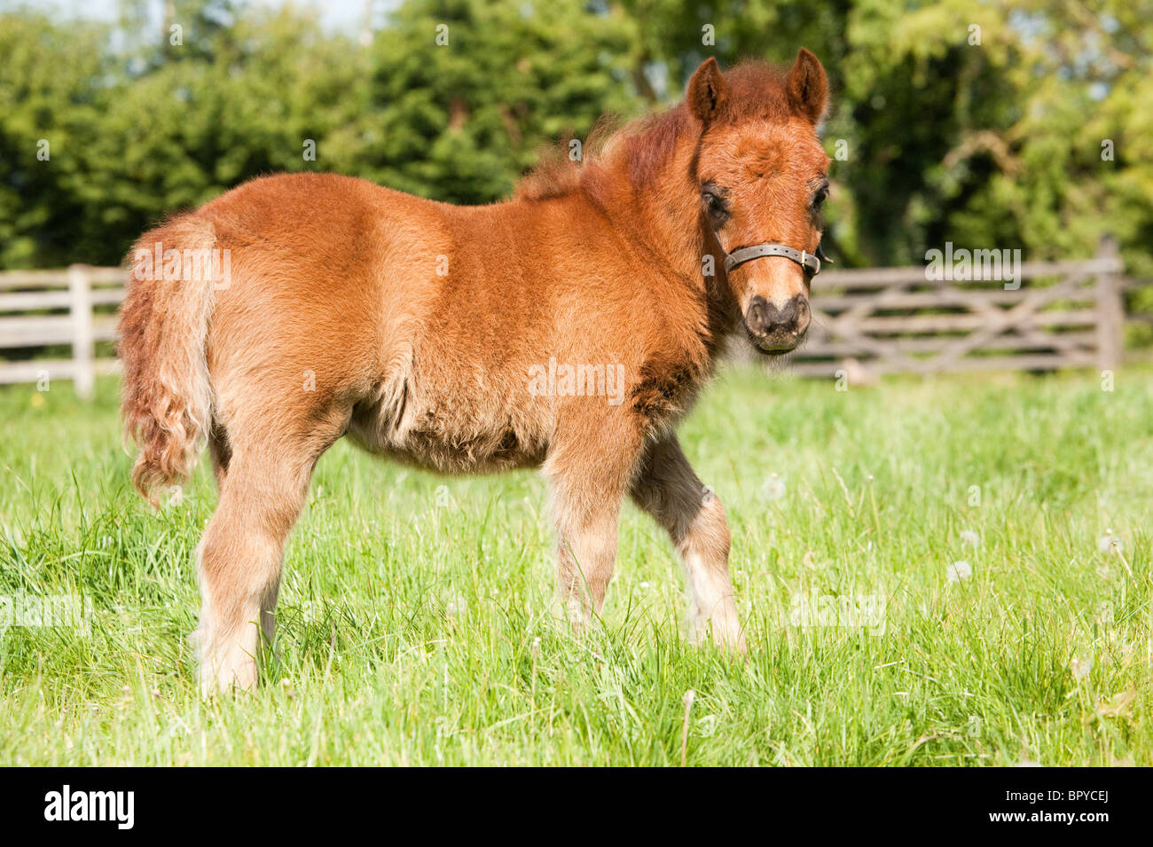 Un 'Shetland pony' color castagno puledro in un campo di erba Foto Stock
