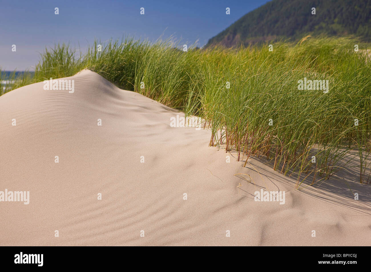 MANZANITA, OREGON, Stati Uniti d'America - dune di sabbia sulla spiaggia sulla costa dell'Oregon. Foto Stock