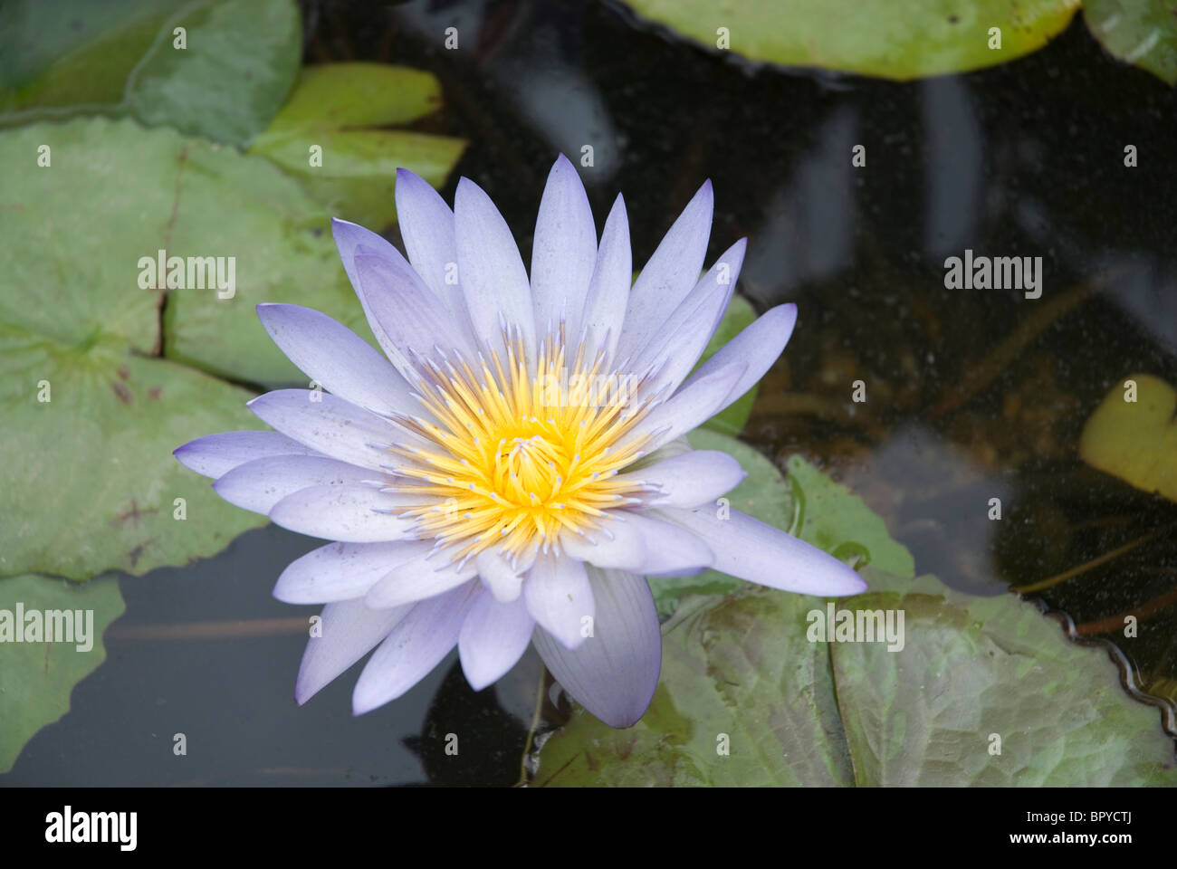 Acqua blu fiore di giglio a Hampton Court Flower Show England Regno Unito Foto Stock