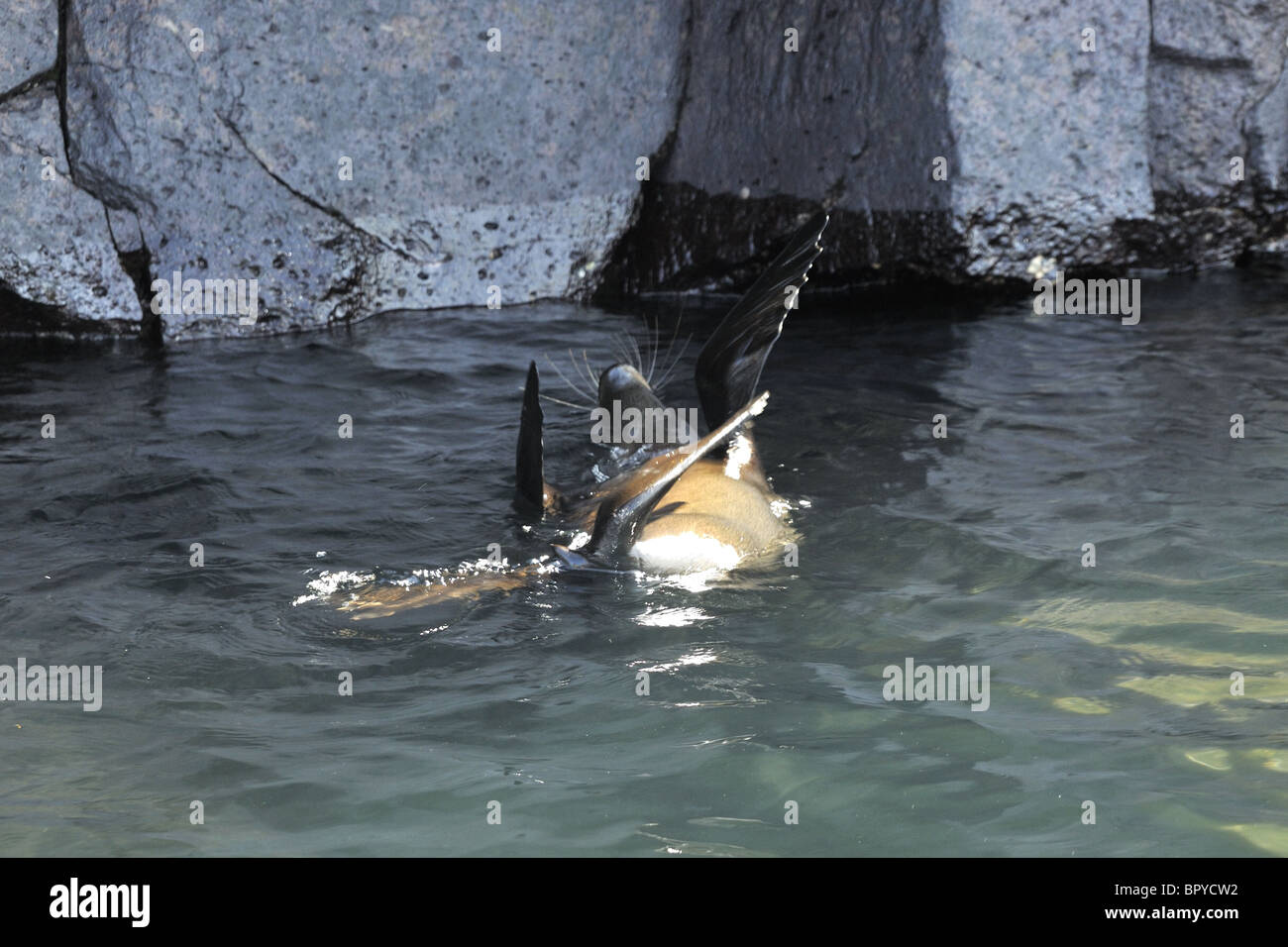 Le Galapagos pelliccia sigillo giocando in ocean, Galapagos Foto Stock