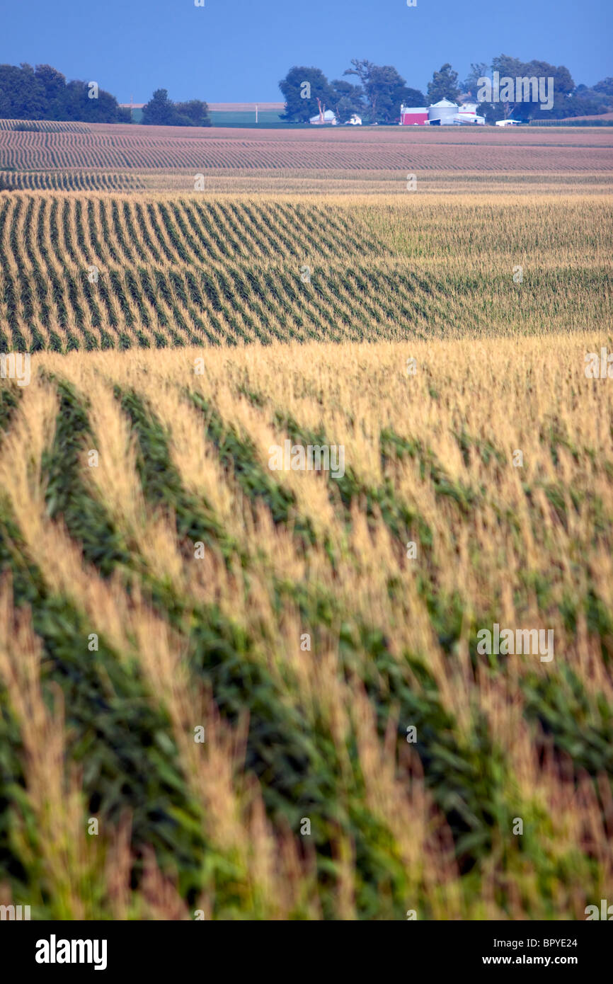 Un Midwestern campo di mais Foto Stock