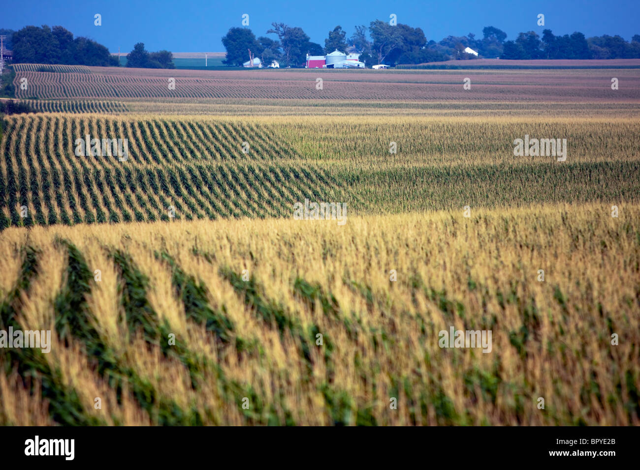 Un Midwestern campo di mais Foto Stock