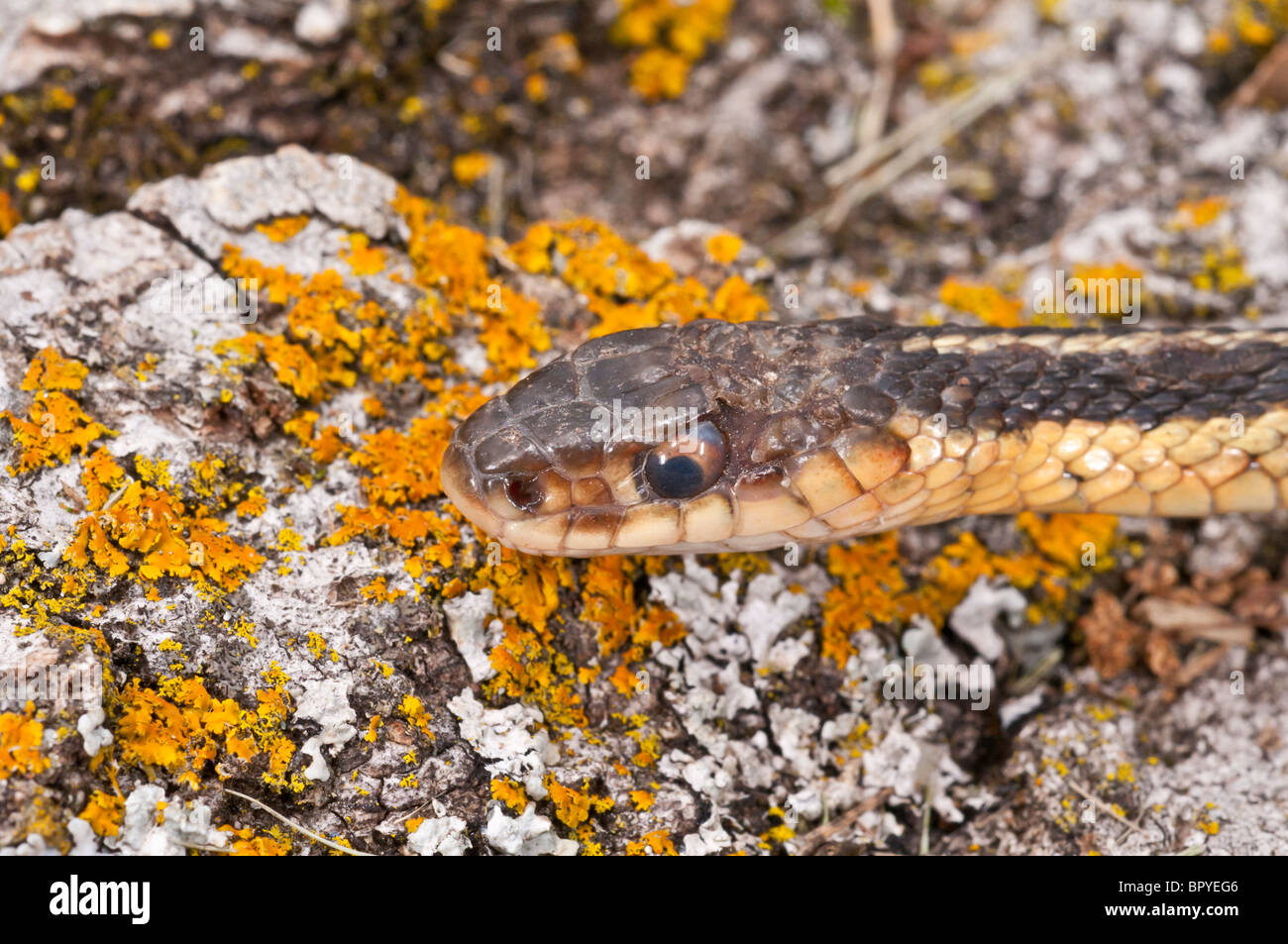 Giarrettiera orientale snake, Thamnophis sirtalis sirtalis, Nativi Nord America orientale Foto Stock