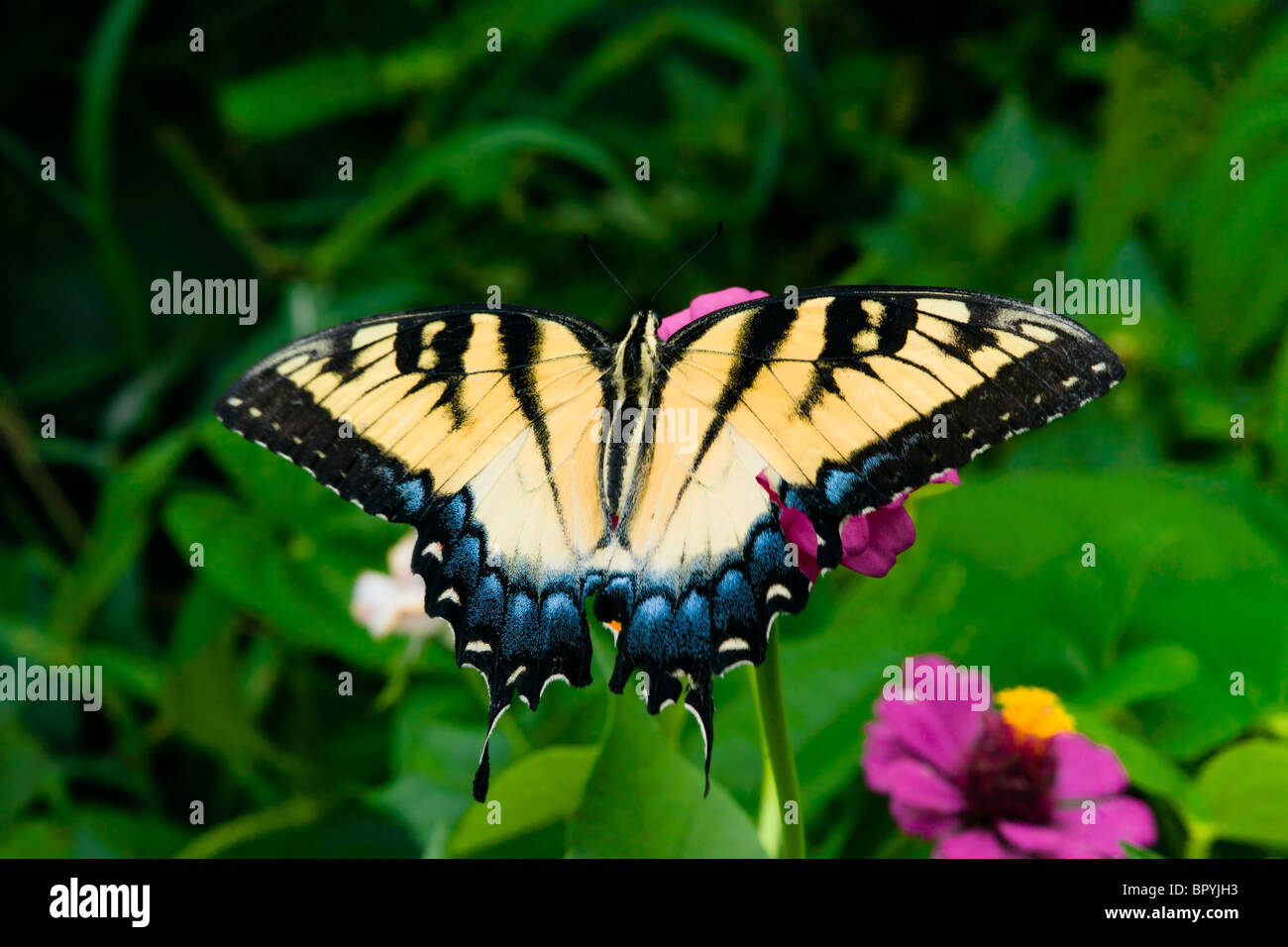 Orientale a coda di rondine di Tiger Butterfly Foto Stock