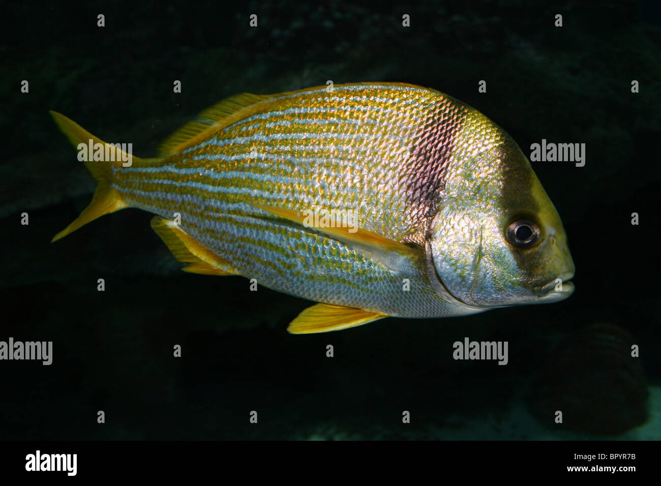 Porkfish Anisotremus virginicus Foto Stock