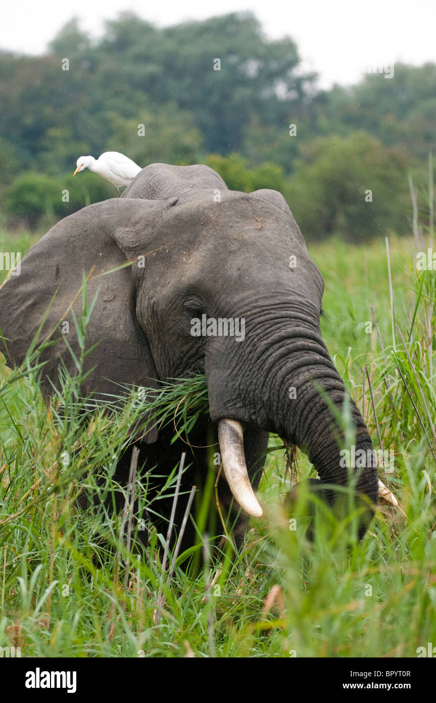 Elefante africano (Loxodonta africana africana) con airone guardabuoi presso il fiume Shire, Liwonde National Park, Malawi Foto Stock