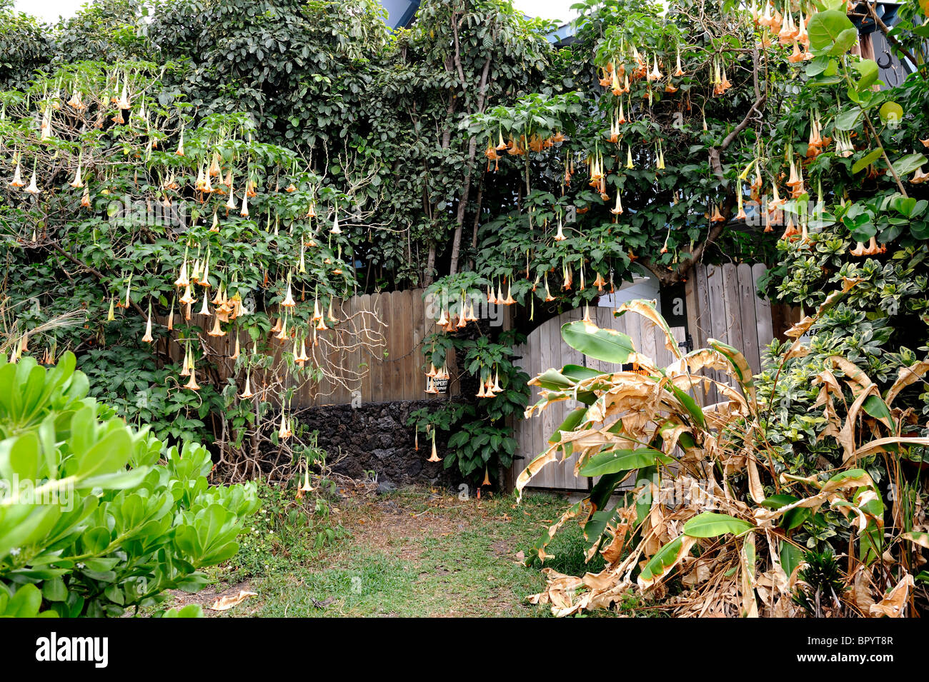 Grande fioritura Brugmansia spp, spesso erroneamente identificato come Datura spp. Big Island delle Hawaii, Foto Stock