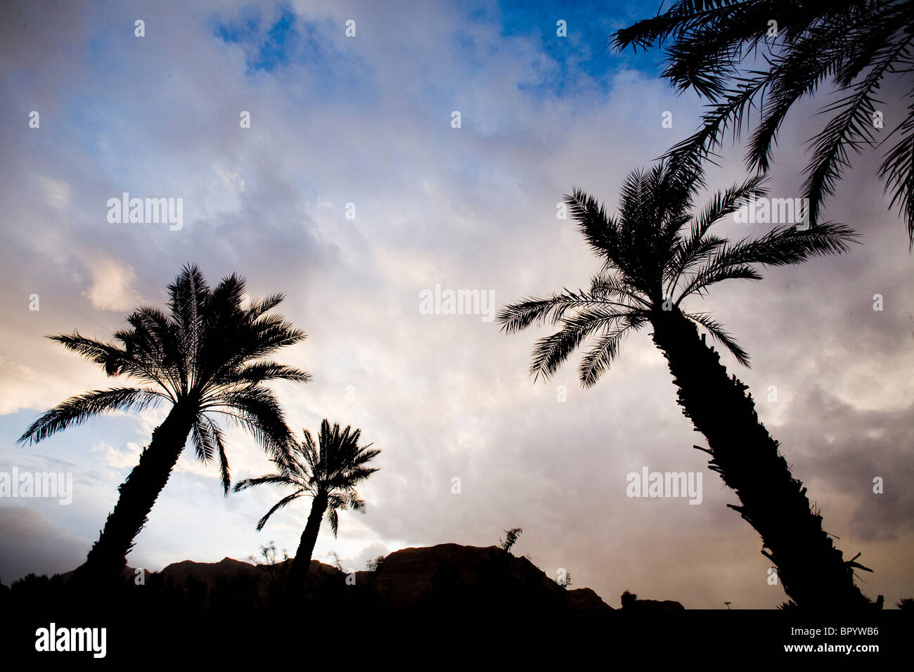 Fotografia del crepuscolo cielo sopra gli alberi di palme nel deserto della Giudea Foto Stock