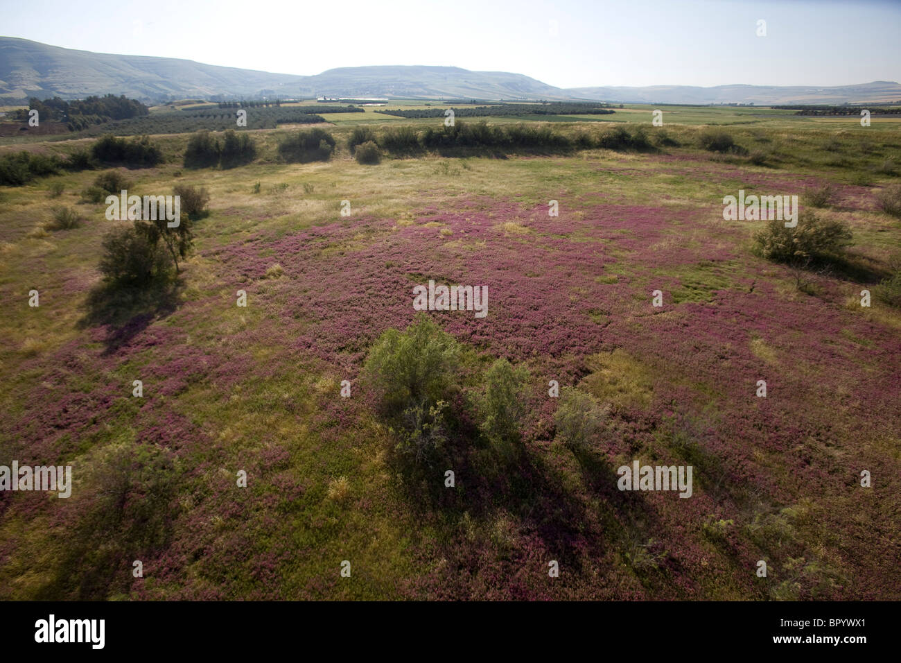 Fotografia aerea di un campo in fiore nella valle del Giordano Foto Stock