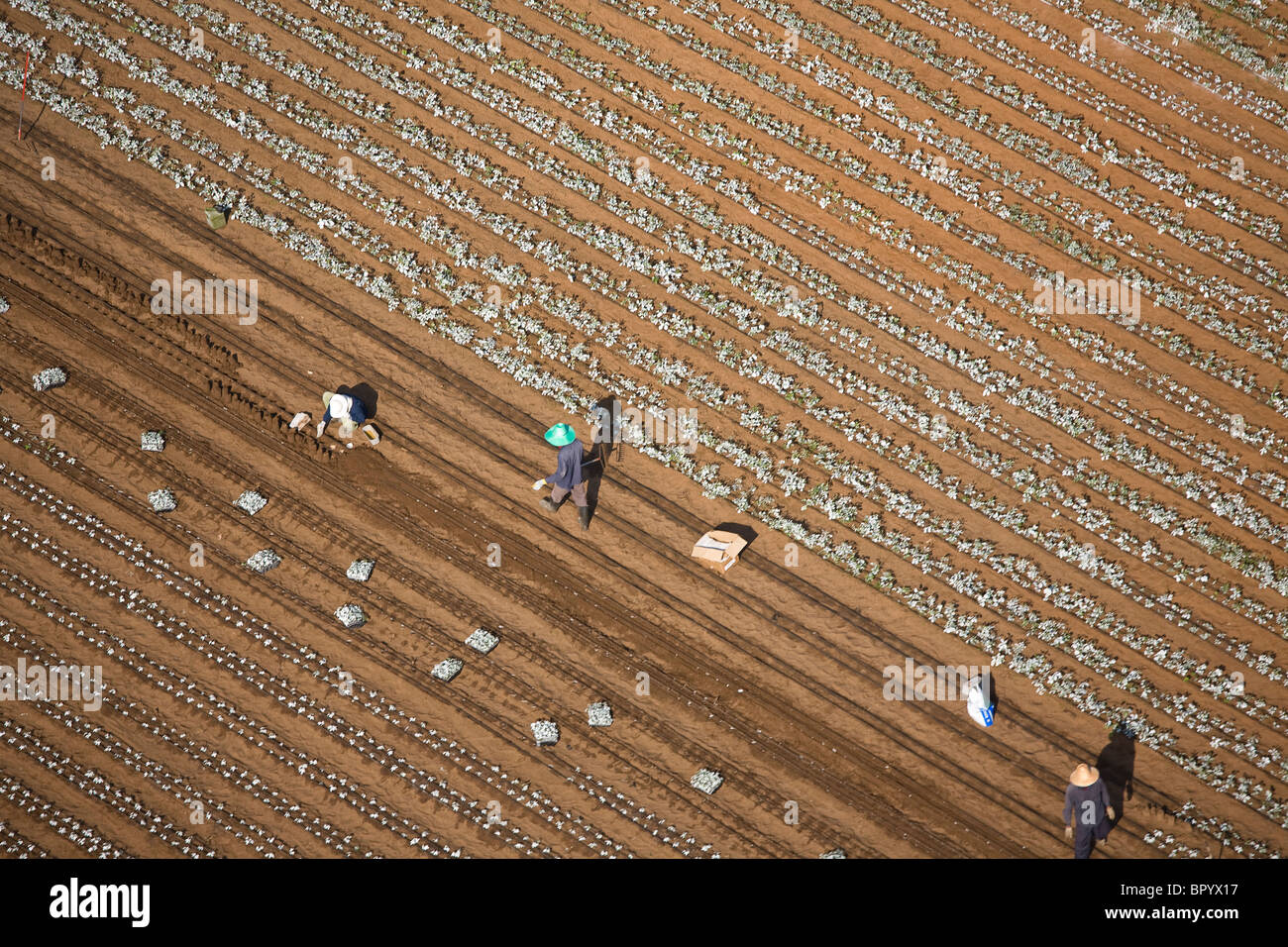 Fotografia aerea dei lavoratori in un campo arato in Sharon Foto Stock