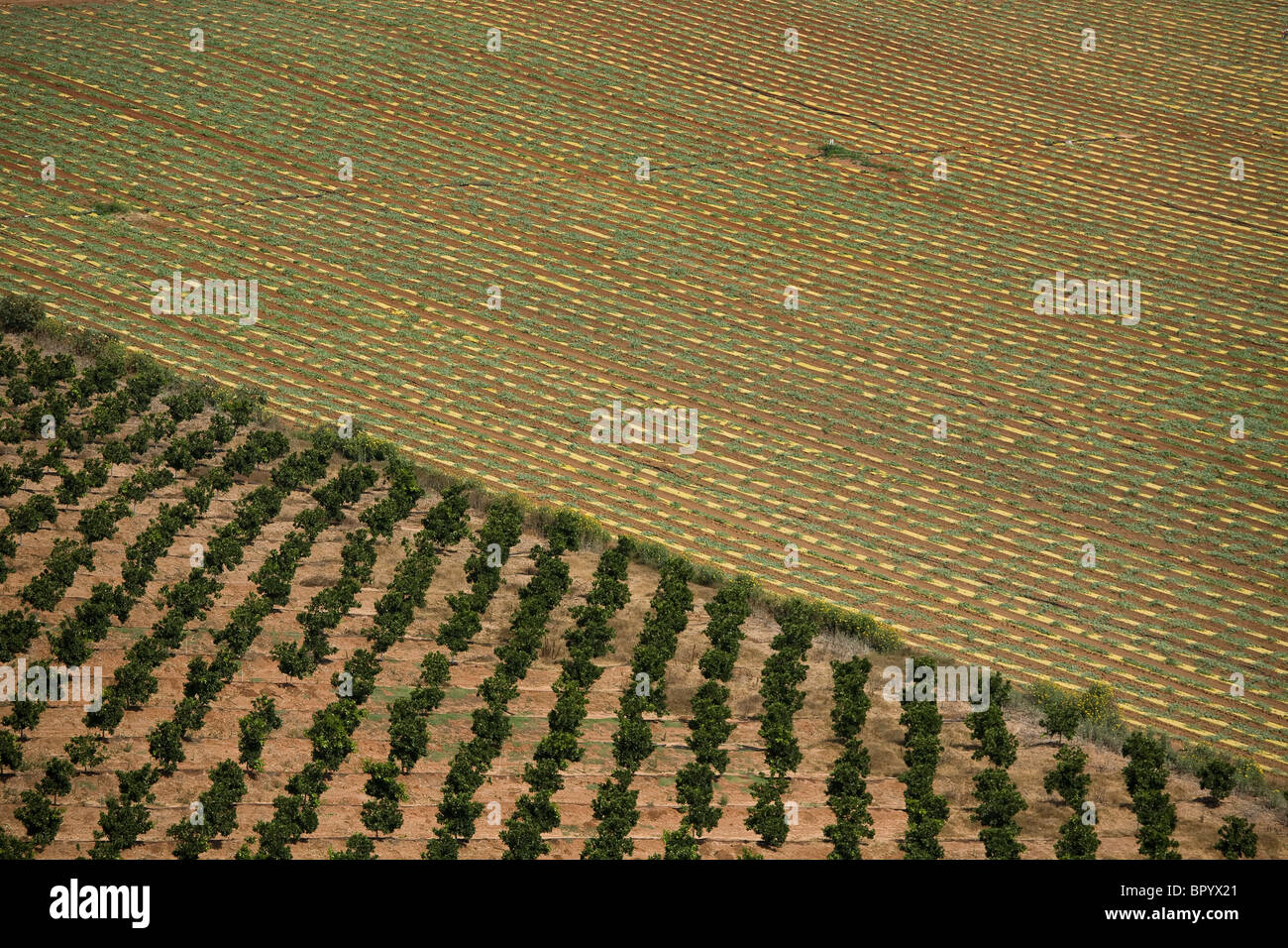 Vista astratta dell'agricoltura campi di Sharon Foto Stock