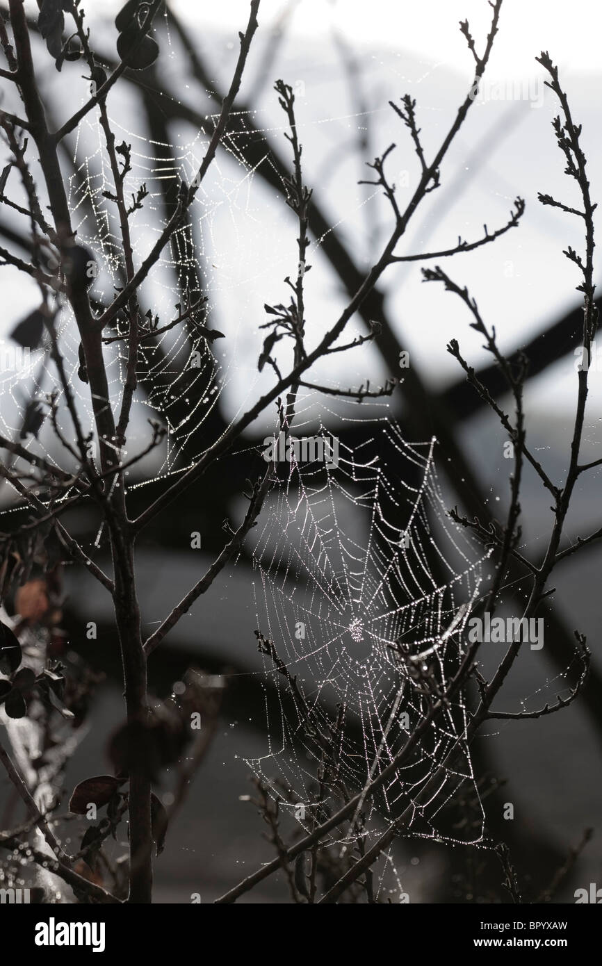 Primo piano sul bagnato la ragnatela Foto Stock