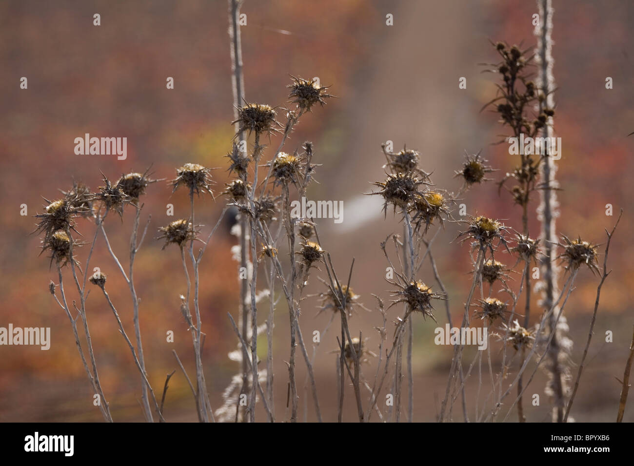 Primo piano su di un fiore secco in Galilea Foto Stock