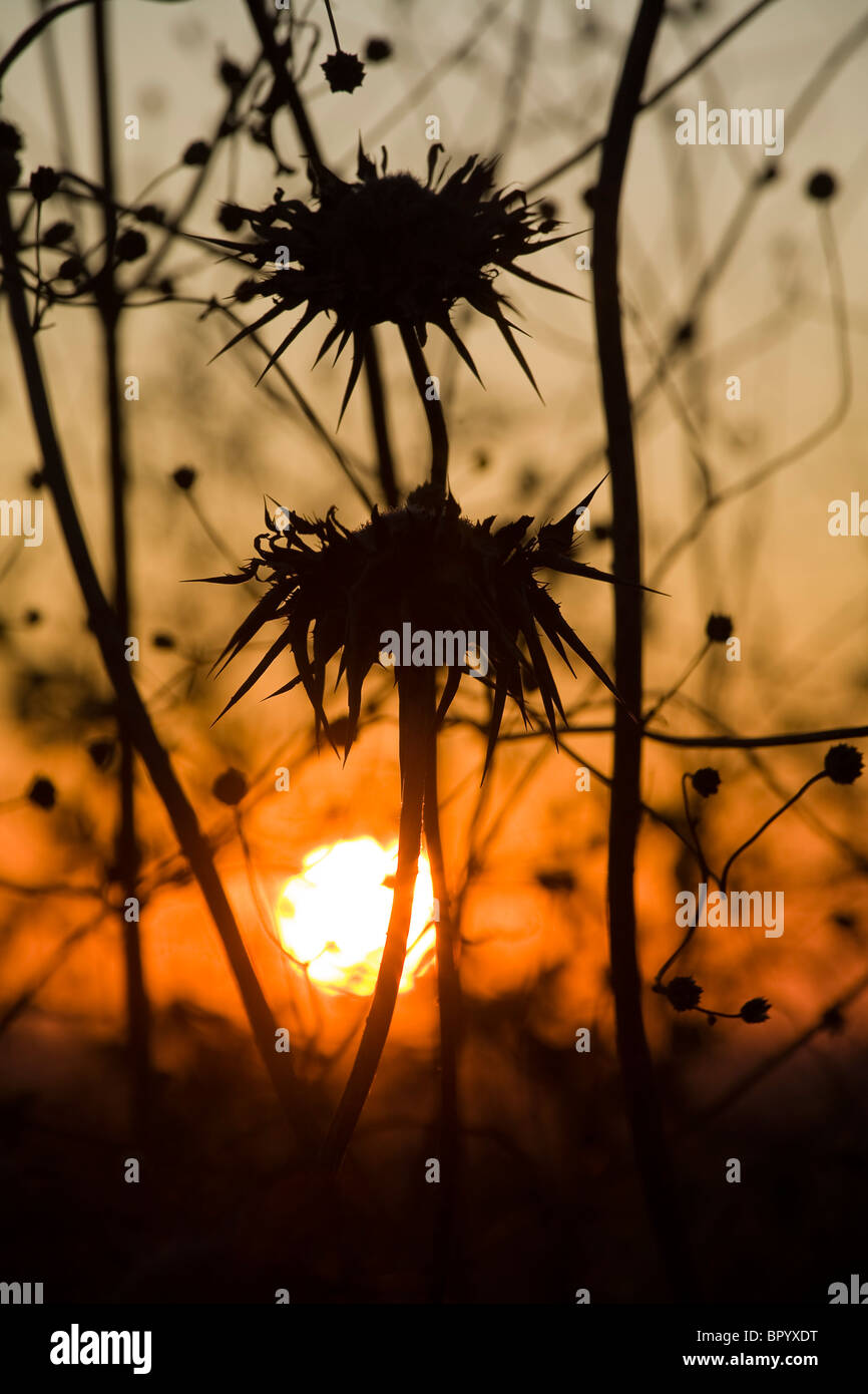 Fotografia del thorn boccole nella Bassa Galilea all'alba Foto Stock