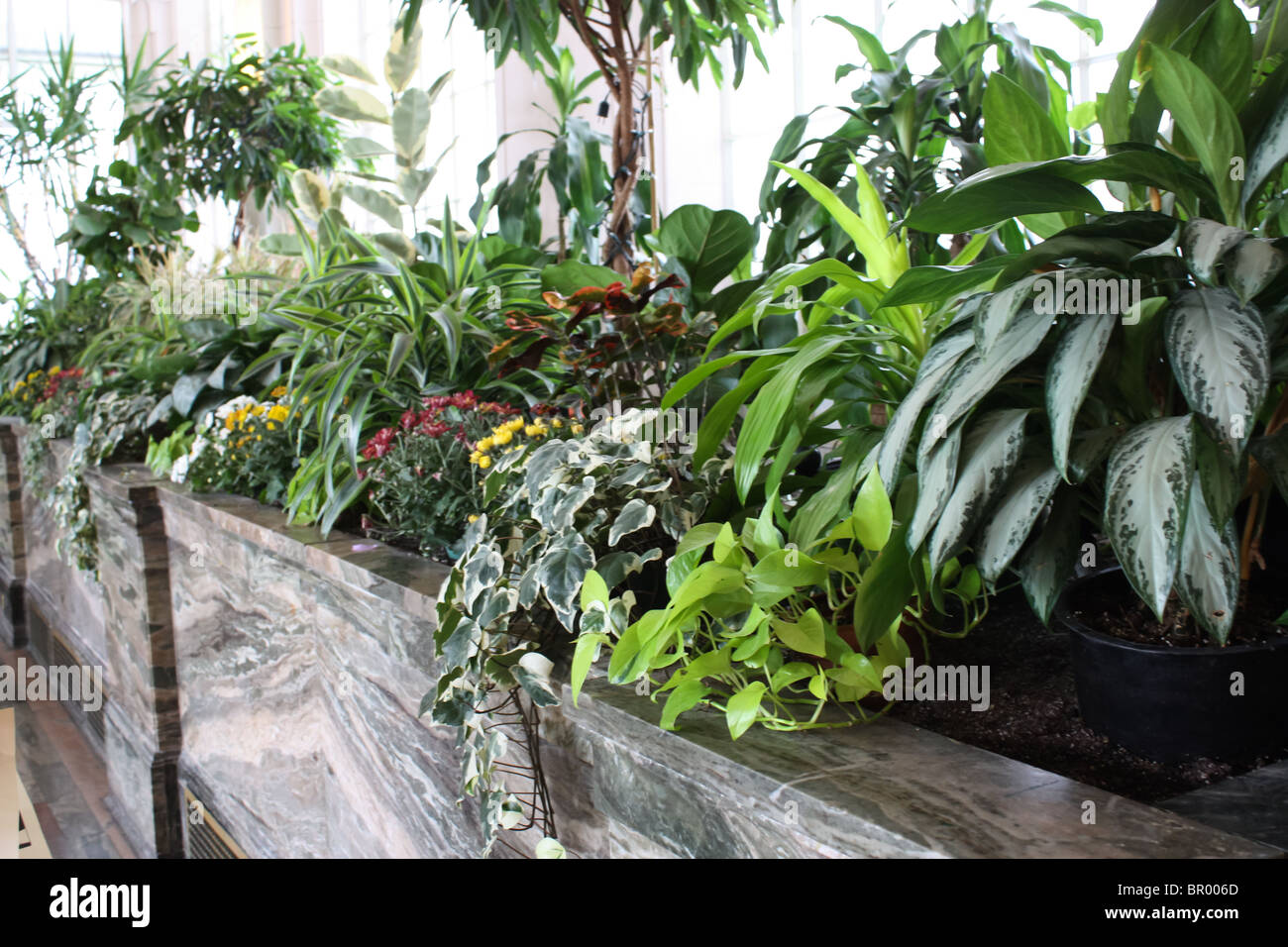 Piante verdi giardino interno serra sala palm Foto Stock