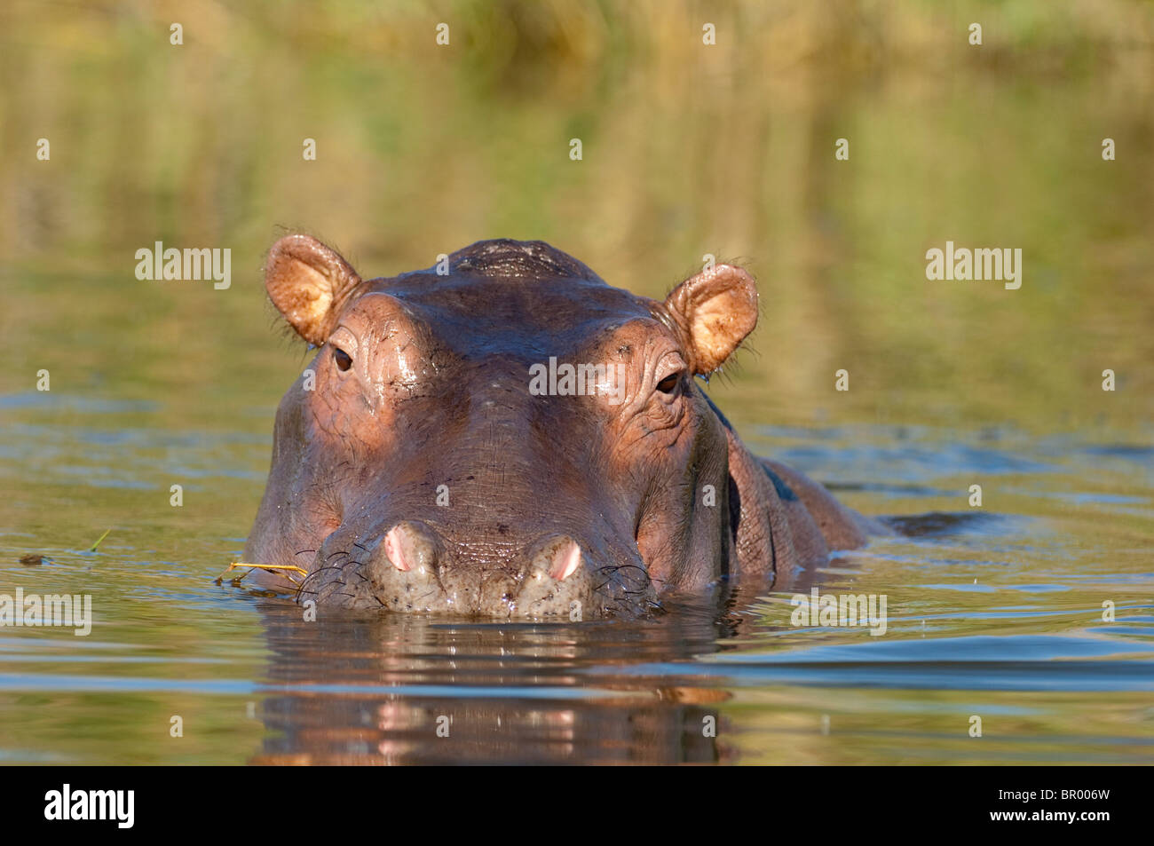 Ippopotamo (Hippopotamus amphibius) nel fiume Shire, Liwonde National Park, Malawi Foto Stock