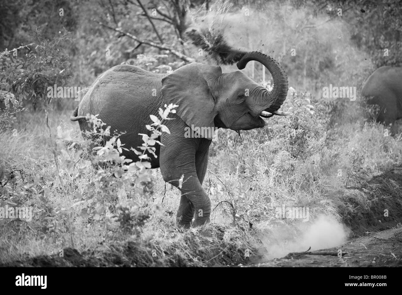 Elefante africano avente un bagno di sabbia ( Loxodonta africana africana), Majete riserva faunistica, Malawi Foto Stock