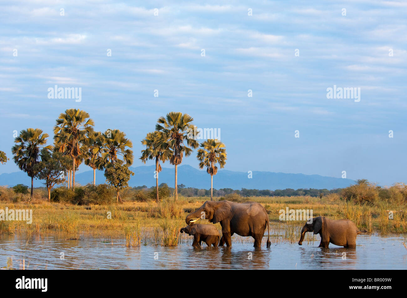 Gli elefanti africani ( Loxodonta africana africana) nel fiume Shire, Liwonde National Park, Malawi Foto Stock