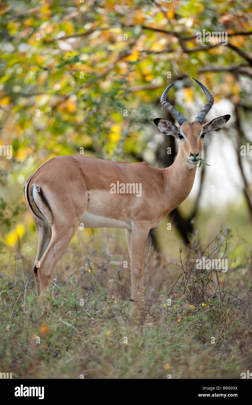 Impala (Aepyceros melampus), Majete riserva faunistica, Malawi Foto Stock