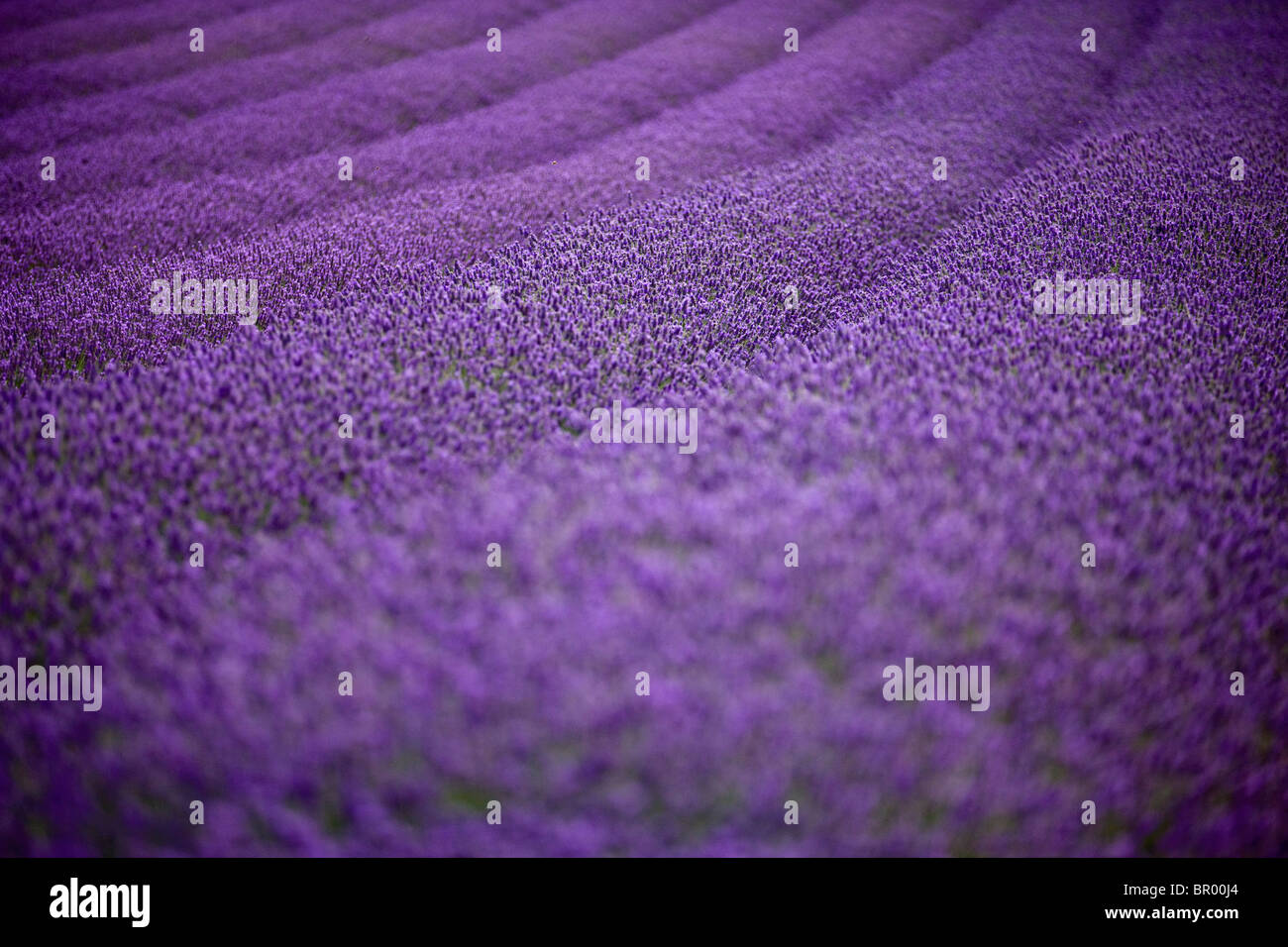 Un campo di lavanda Foto Stock