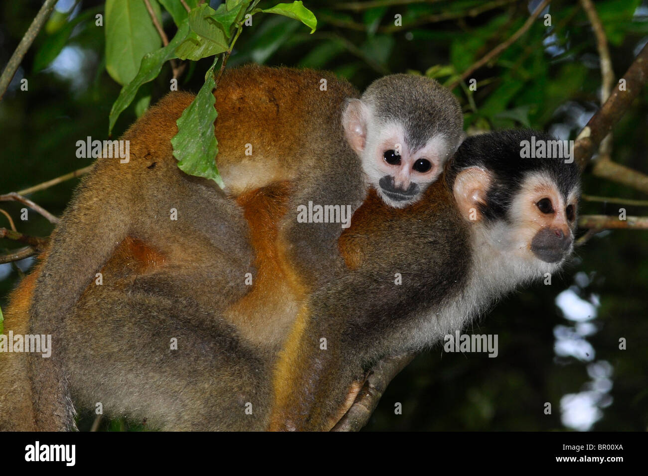 Saimiri del centro America (Saimiri oerstedii), il Parco Nazionale di Corcovado, Costa Rica Foto Stock