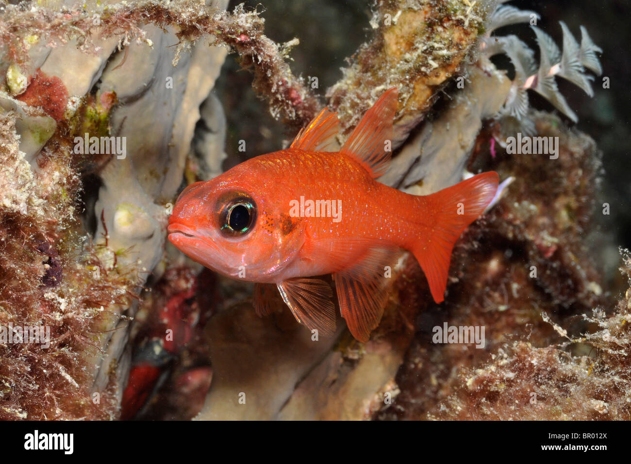 Un Flamefish ( Apogon maculatus ). Un membro della famiglia cardinalfish, Foto Stock