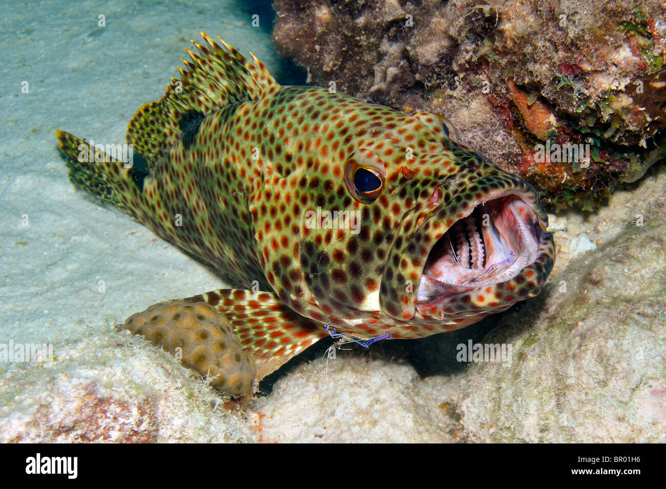 Rock hind con il detergente gamberi. Bonaire. Foto Stock