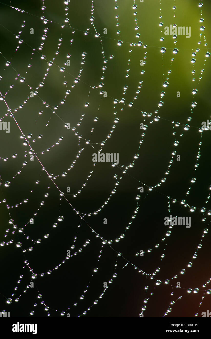 Gocce di acqua su un web spider Foto Stock