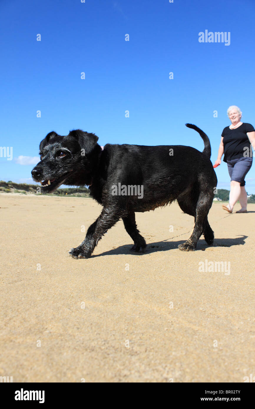 Donna cane a camminare sulla spiaggia, Stocker Strand, Portsalon, County Donegal, Irlanda Foto Stock