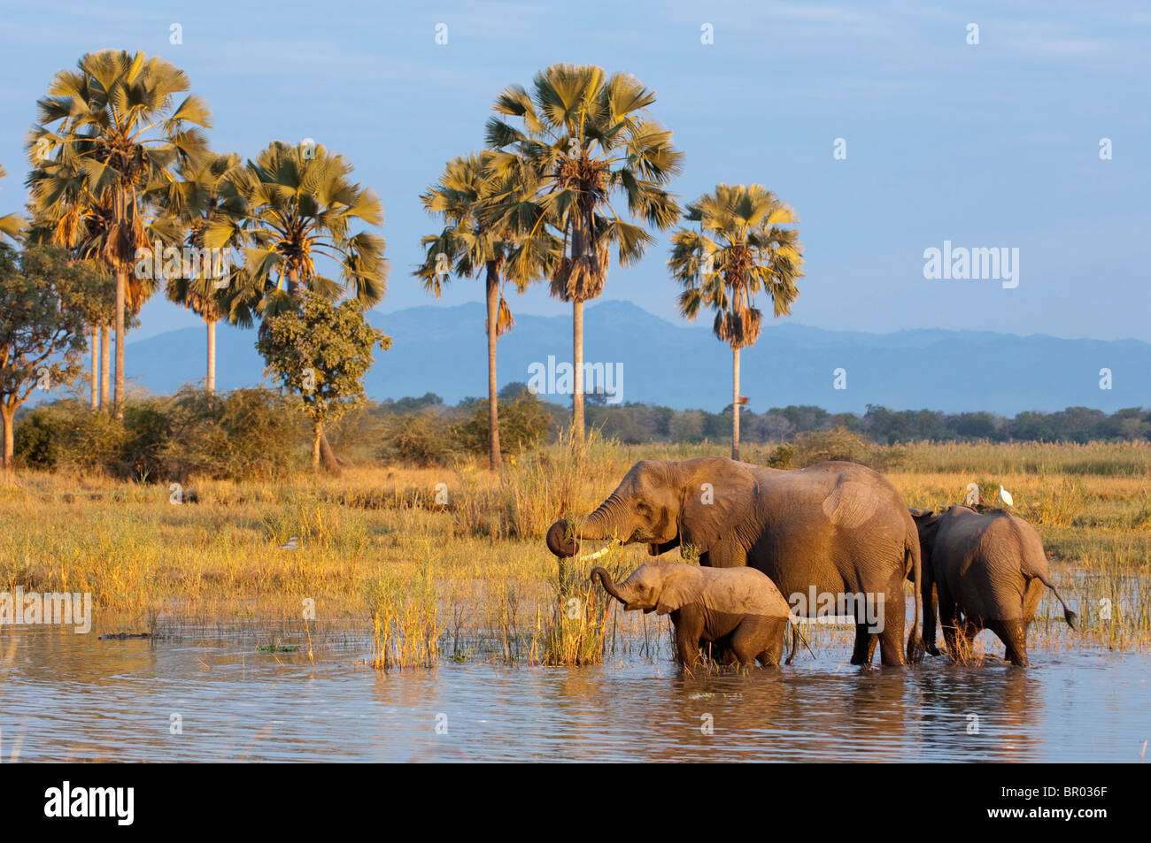 Gli elefanti africani ( Loxodonta africana africana) nel fiume Shire, Liwonde National Park, Malawi Foto Stock