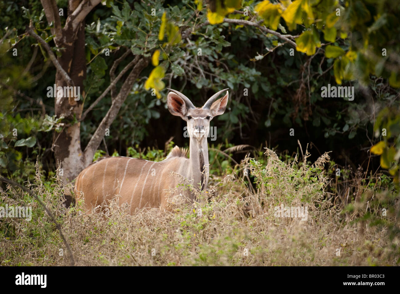 Kudu maggiore (Tragelaphus strepsiceros), Liwonde National Park, Malawi Foto Stock