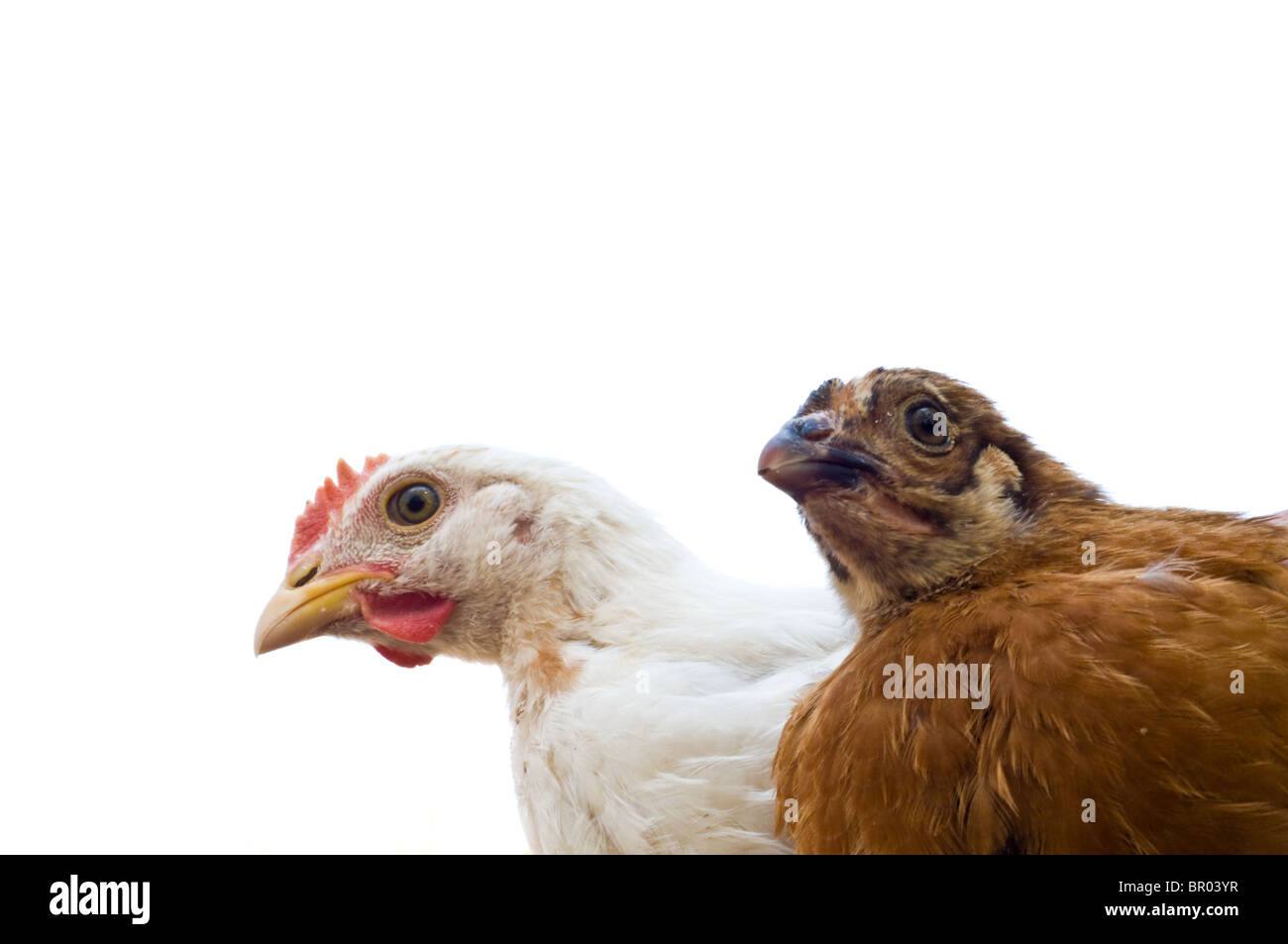 Due giovani isolati di pollo Foto Stock