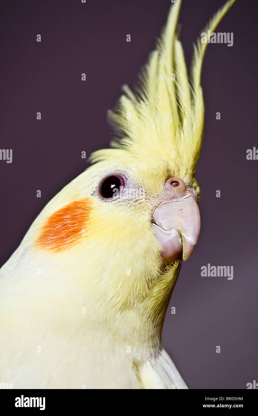 Giallo testa cockatiel su sfondo scuro Foto Stock
