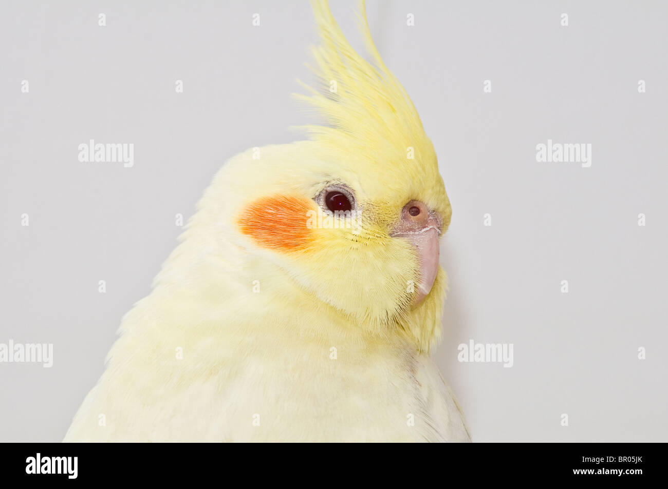 Giallo testa cockatiel su sfondo grigio Foto Stock