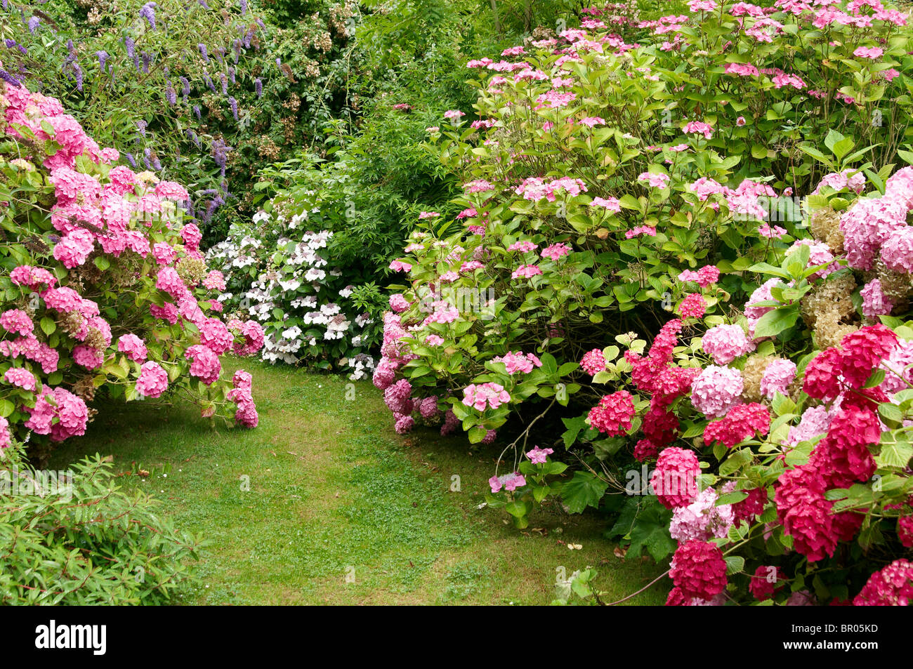 Ortensia (Hortensia) piantato come un grande bosco frontiera in un giardino Inglese a East Ruston Old Vicarage Gardens Foto Stock