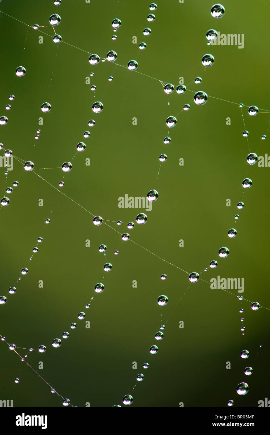 Gocce di acqua su un web spider Foto Stock