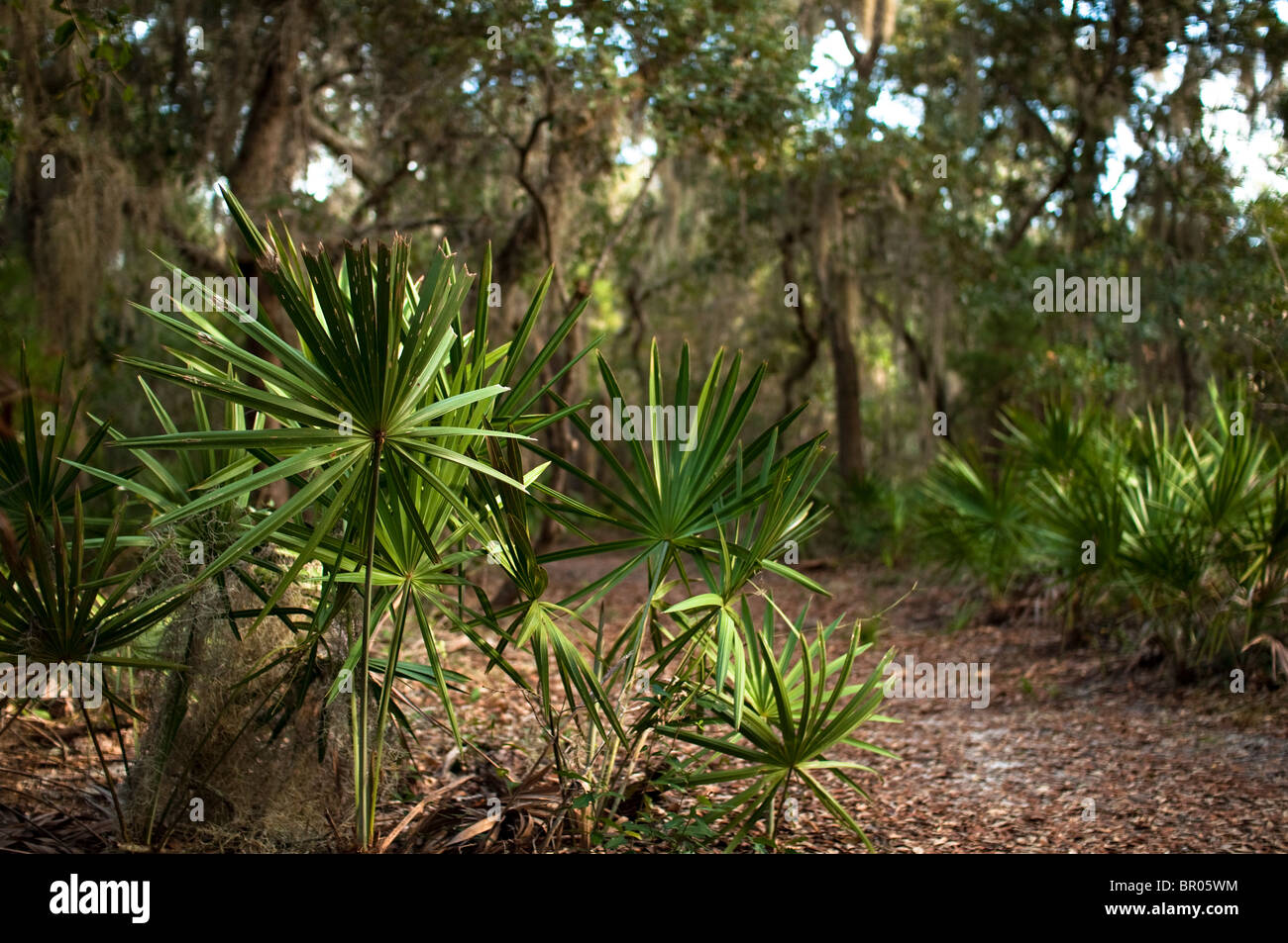 Linea di palme nane un percorso a Camp Helen, una Florida State Park Sulla Florida Panhandle. Foto Stock