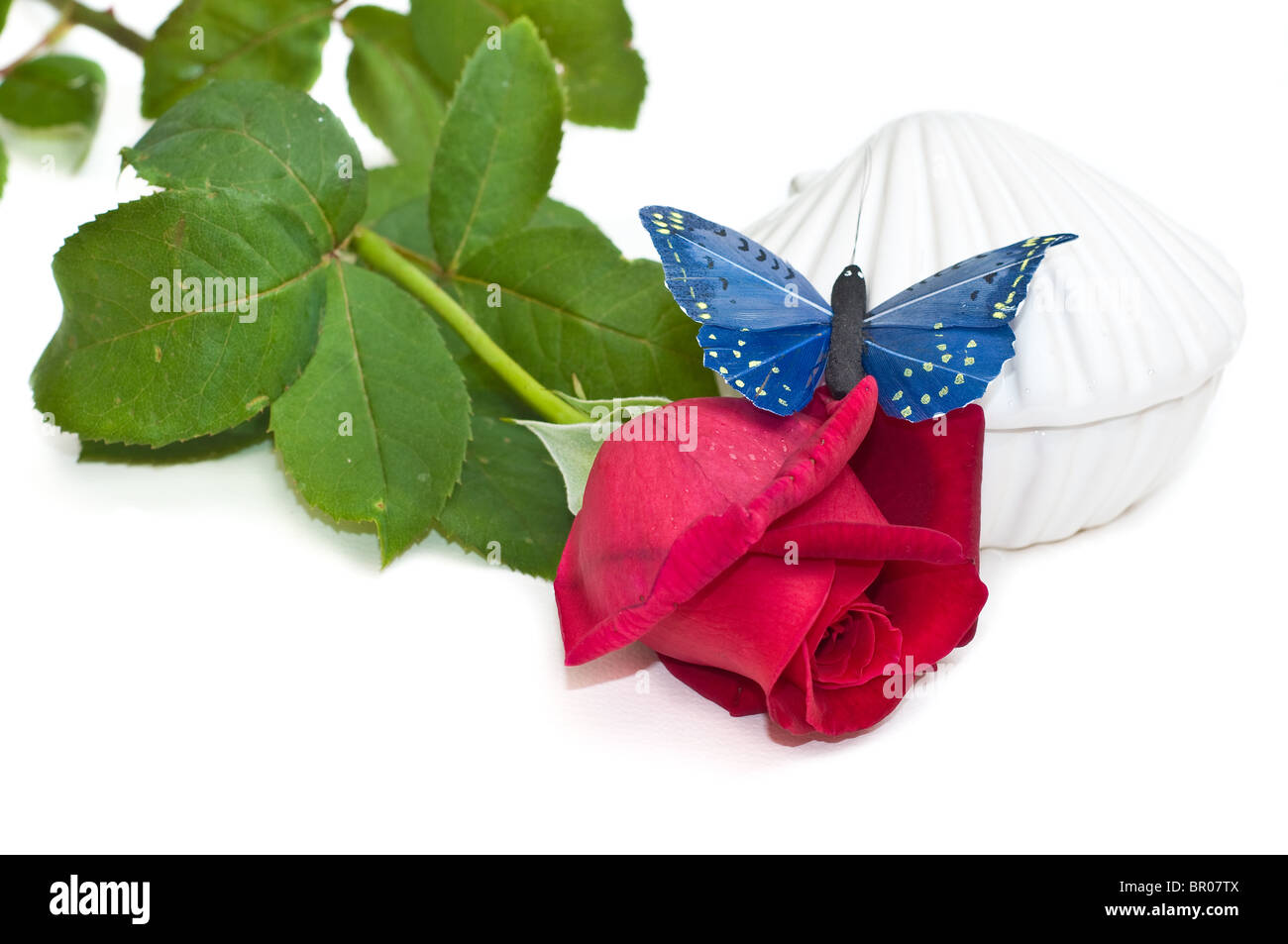 Rose, shell e blue butterfly Foto Stock